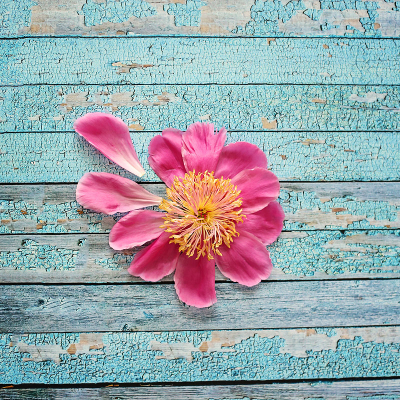 Diana Alcala - Wrapped Canvas Print, 122 cm H x 122 cm W x 3.81 cm D