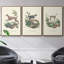 Lamarck Shells IV, ensemble de 3 toiles encadrées sur toile-97793110-97793112