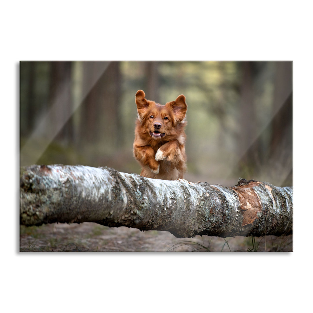 Fotodruck Hund springt über Baumstamm im Wald