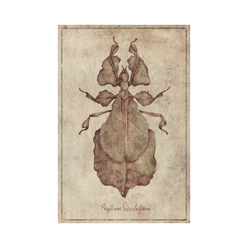 Phyllium Siccifolium 2 by Mike Koubou - Wrapped Canvas Print, 66.04 cm H x 45.72 cm W