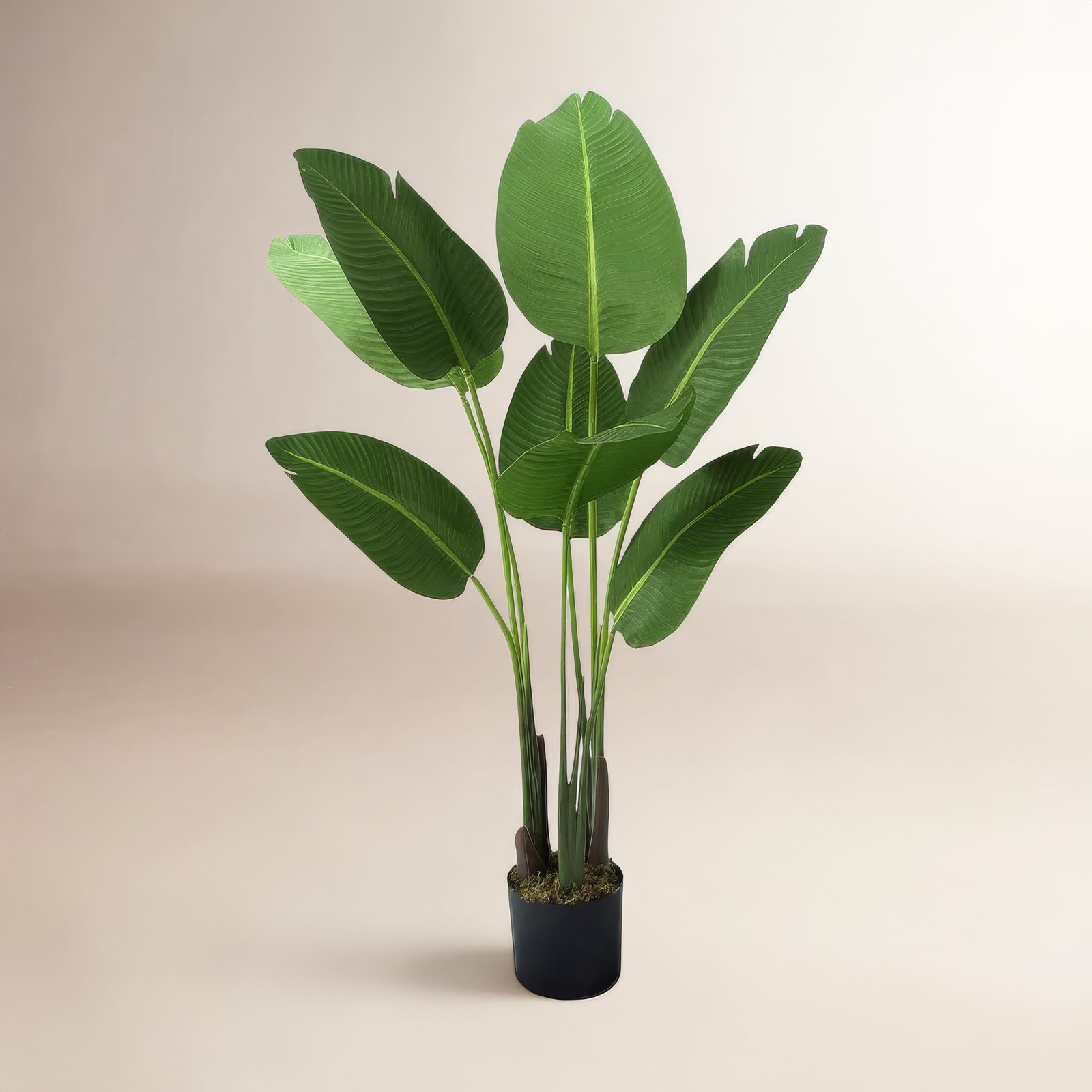 Bird of Paradise in Pot, 48" H x 6" W x 6" D