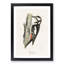 The Great Spotted Woodpecker by Von Wright - Picture Frame Painting Print-55738141-55738140
