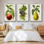 Antique Fruit II, ensemble de 3 toiles tendues avec châssis de qualité supérieure-97759841-97759844