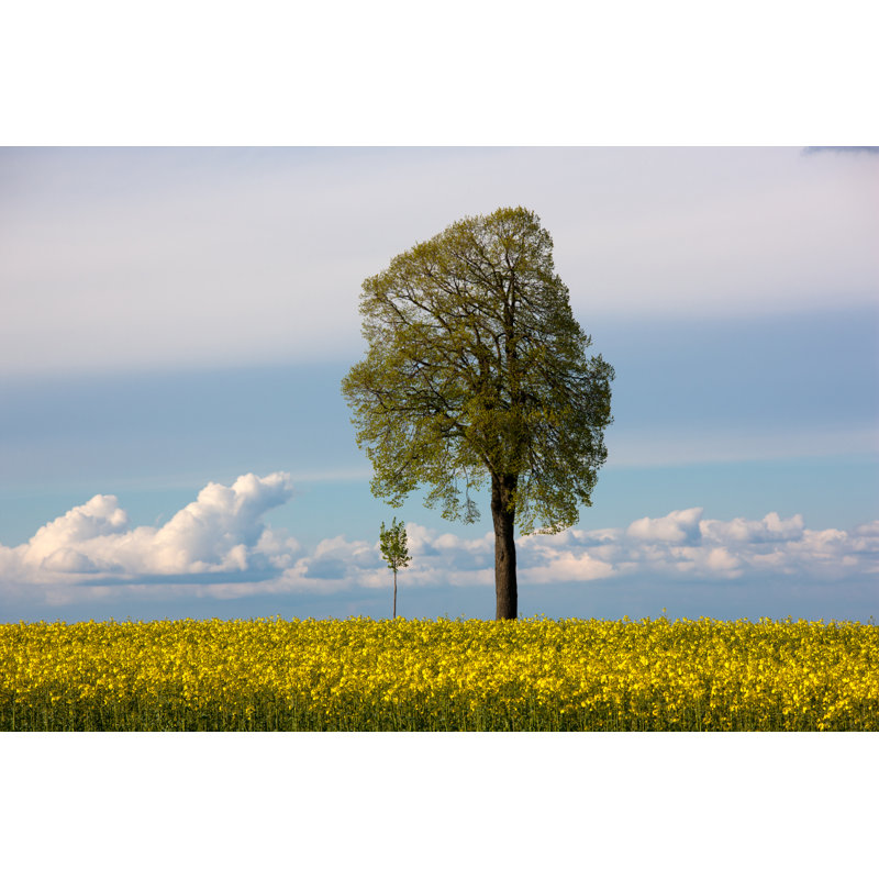 View Of Two Tree by Best-photo - Wrapped Canvas Print, 61cm H x 91cm W x 3.8cm D