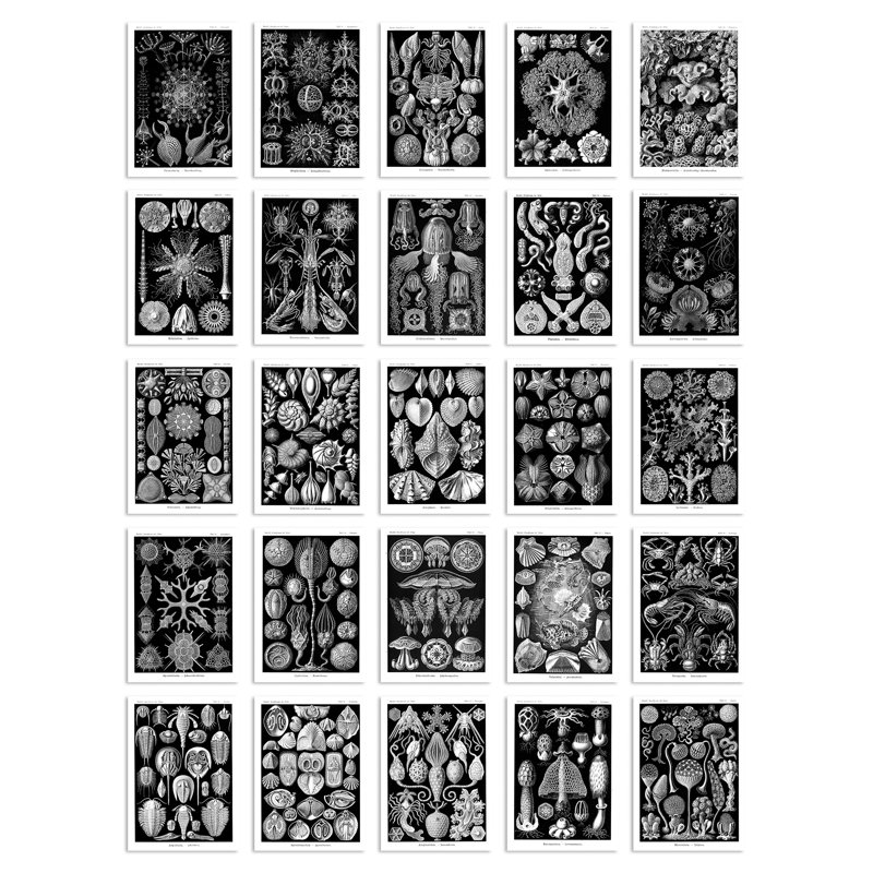 Baryram 50 Piece Wall Art