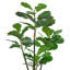 Figuier artificiel en pot-1791519966