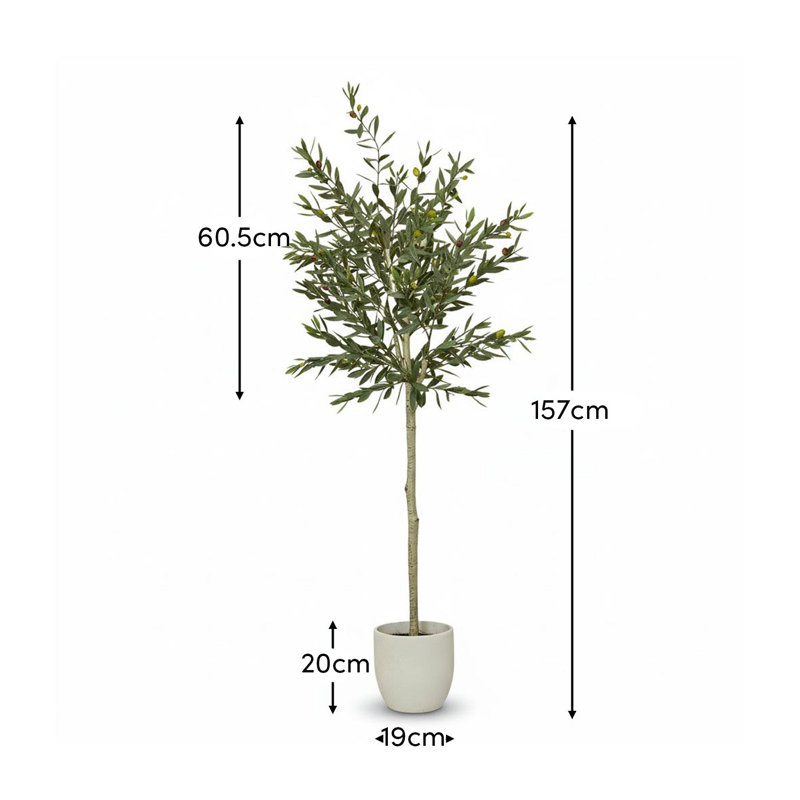 157cm Plant