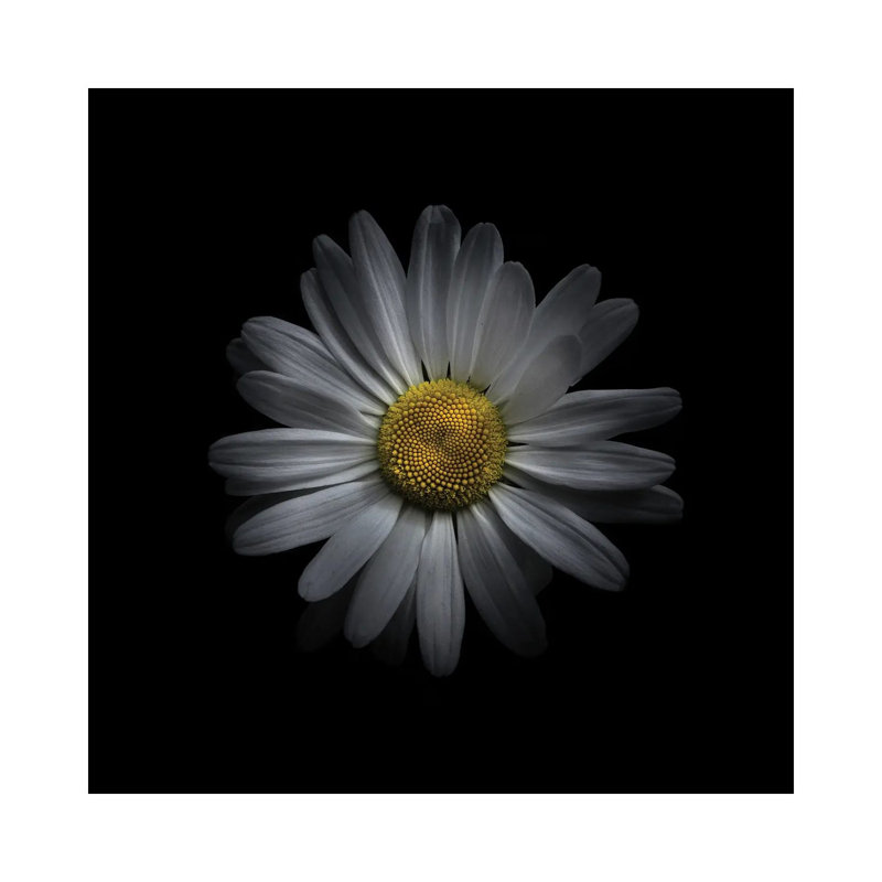 White Daisy V by Brian Carson - Wrapped Canvas Print, 30.48 cm H x 30.48 cm W