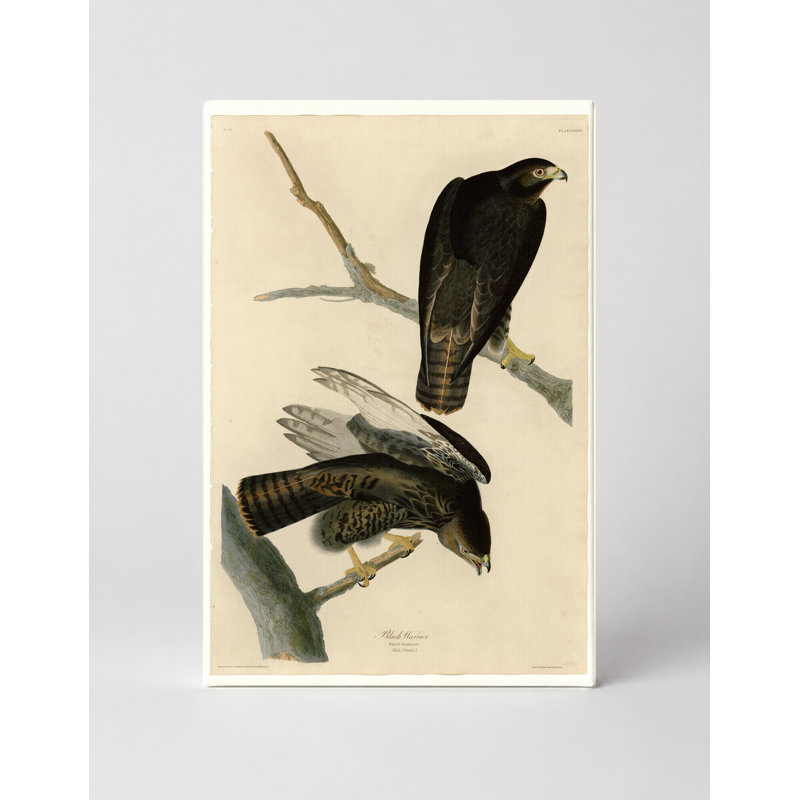 «Black Warrior» (planche 86) - art mural sur toile, 14" W x 11" H