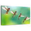 Colibris volants-484530424