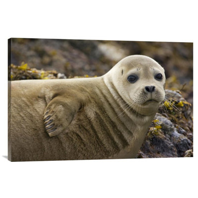 " Harbor Seal Portrait "