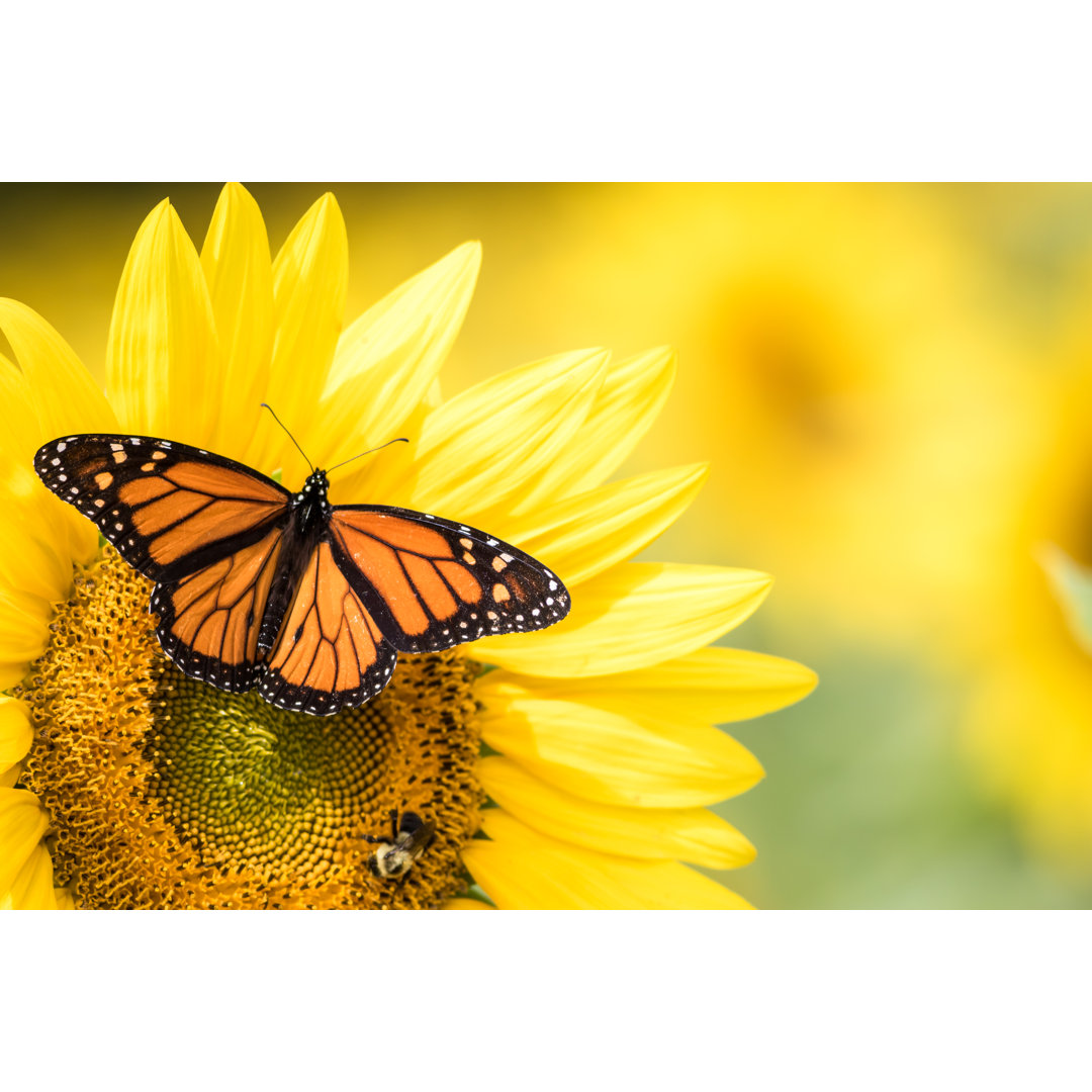 Schmetterling auf Sonnenblumen - Druck