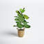 30'' Faux Fiddle Leaf Fig Tree in Wicker/Rattan Basket