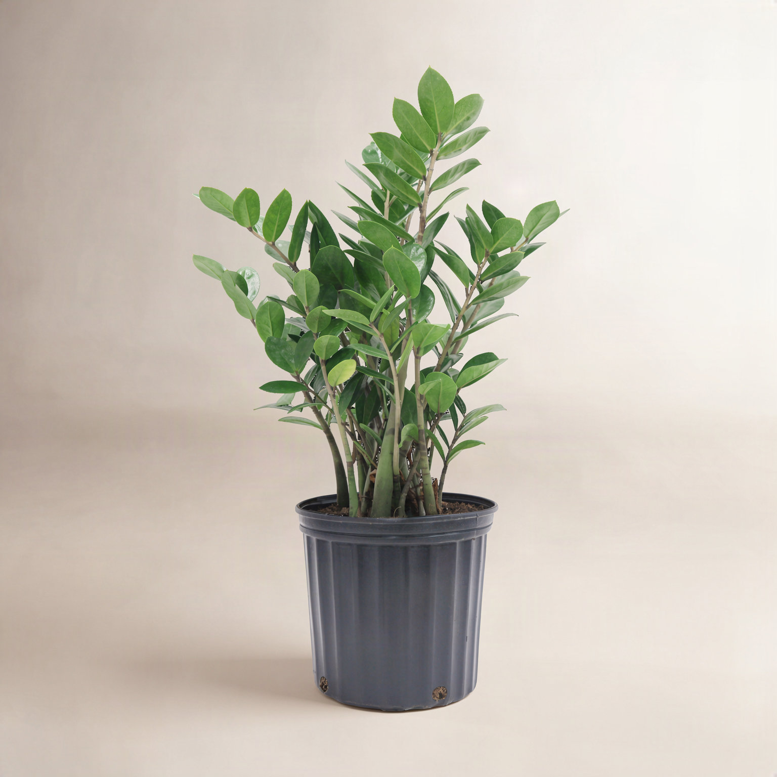 Costa Farms ZZ Plant