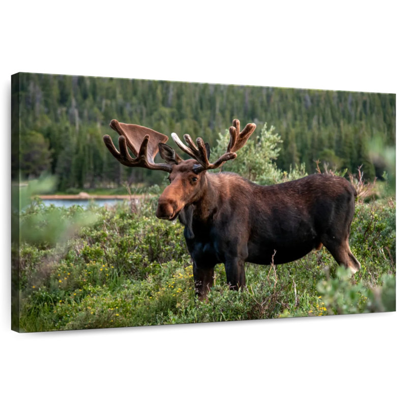 Brampt Colorado Bull Moose, 8" H x 12" W