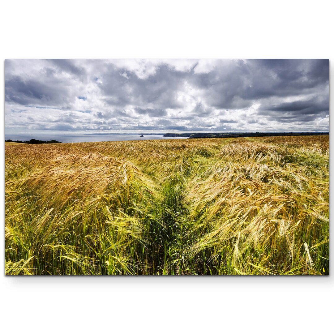 Leinwandbild Reifes Gerstenfeld an der Küste von Cornwall