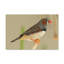 Art mural majestueux Zebra Finch-901994880