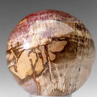 Sphère en bois pétrifié poli de Madagascar (3,5 po, 2,3 lb)