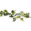 170cm Plant
