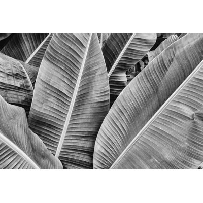 Anquanette Banana Palm Leaf by Pernsanitfoto - Wrapped Canvas Print