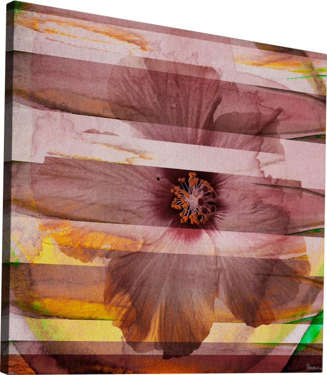 Parvez Taj - Wrapped Canvas Print, 45cm H x 45cm W x 5cm D