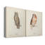 Scops Eared Owl - Toile tendue avec châssis de qualité supérieure - Prêt à être accroché-560607896