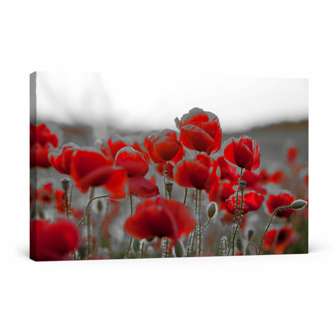 Leinwandbild Feuriger Mohn