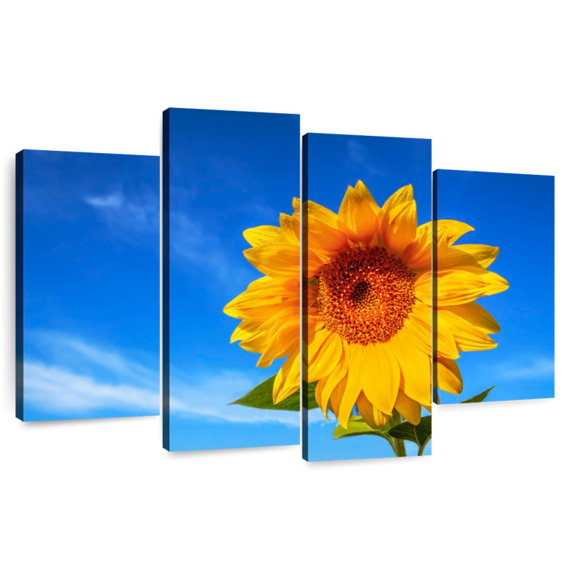 Harnek Lone Sunflower