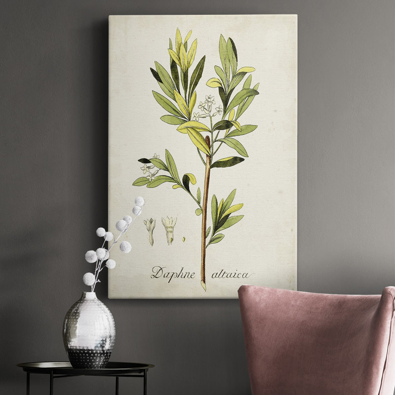 «Antique Herb Botanical IV», impression sur toile tendue, H 18 po x l 12 po x P 1,5 po