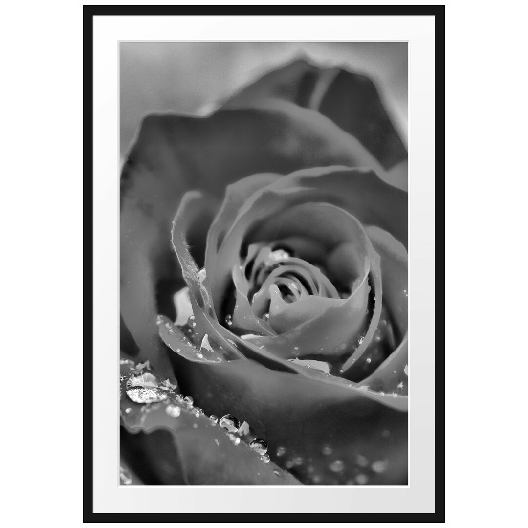 Gerahmtes Poster Rose mit Wassertropfen