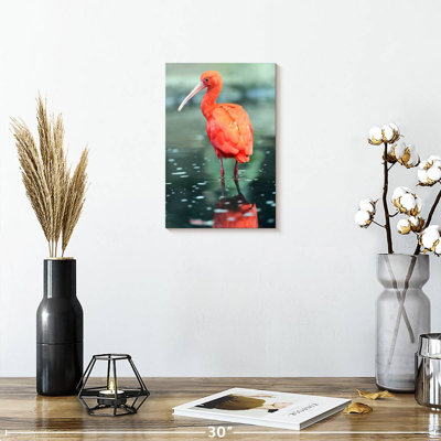 Oiseau écarlate Brampt