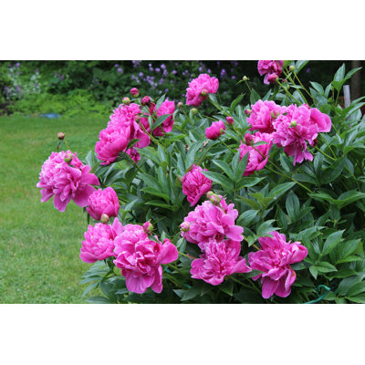 Pivoine Bush Laden