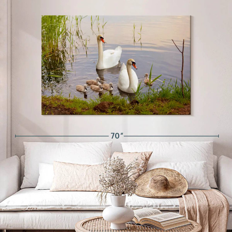 Arney Swans And Cygnets