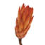 Vickerman 14" Repens on a Natural Stem. Includes 6 Stems per Bunch, Dried-1478476217