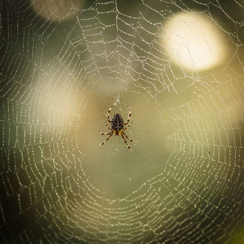 Photographie d'une toile d'araignée sur la toile, H 12 po x l 12 po