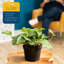 Devil's Ivy Pothos in Nursery Pot