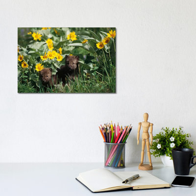 Timber Wolf Pups Among Flowers, Temperate North America 1 Piece Wrapped Canvas Painting