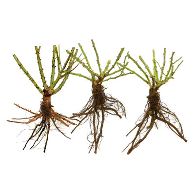 Bare Root Rose Earth Angel (3-Pack)