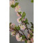 Fleurs de cerisier roses artificielles 40 po-230085857