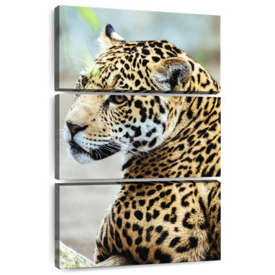 Brampt Jaguar Look