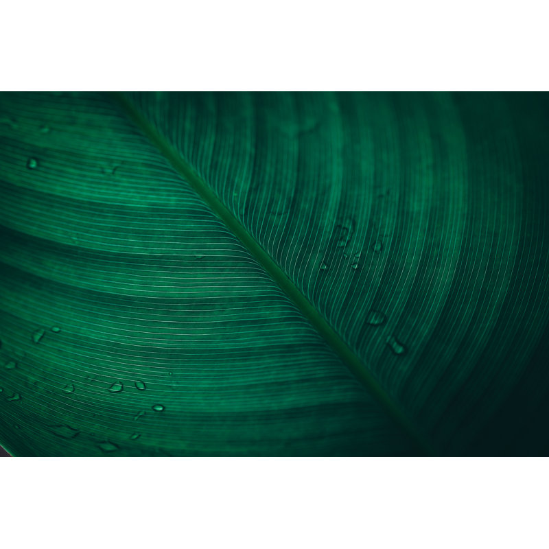 Green Leaf Background by Jasmina007, 12" H x 18" W