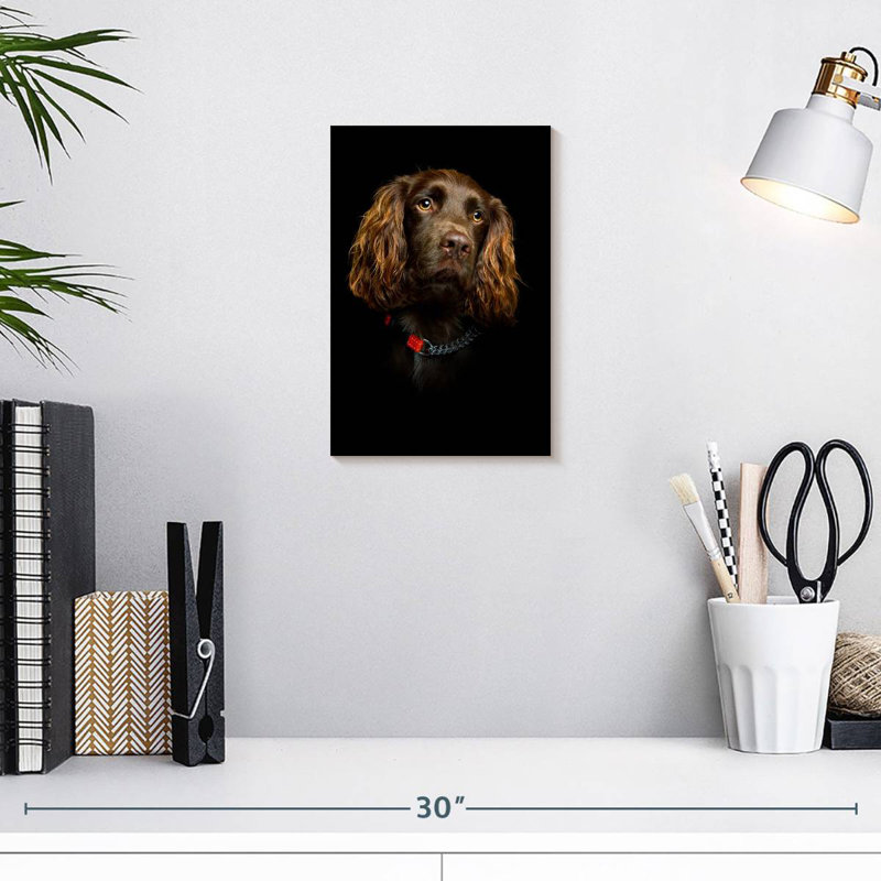 Somber Cocker Spaniel