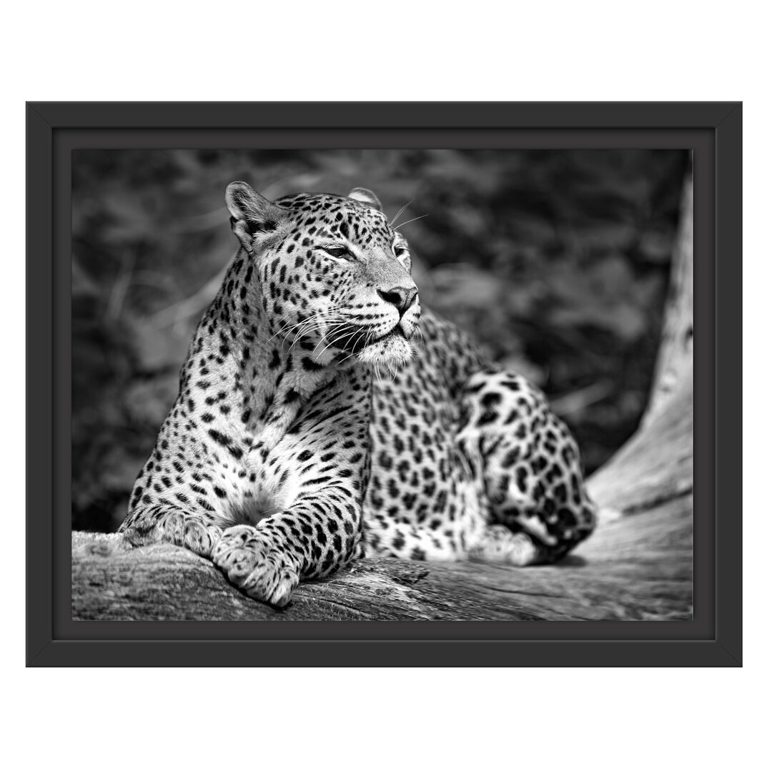 Gerahmtes Wandbild Leopard in der Natur B&W