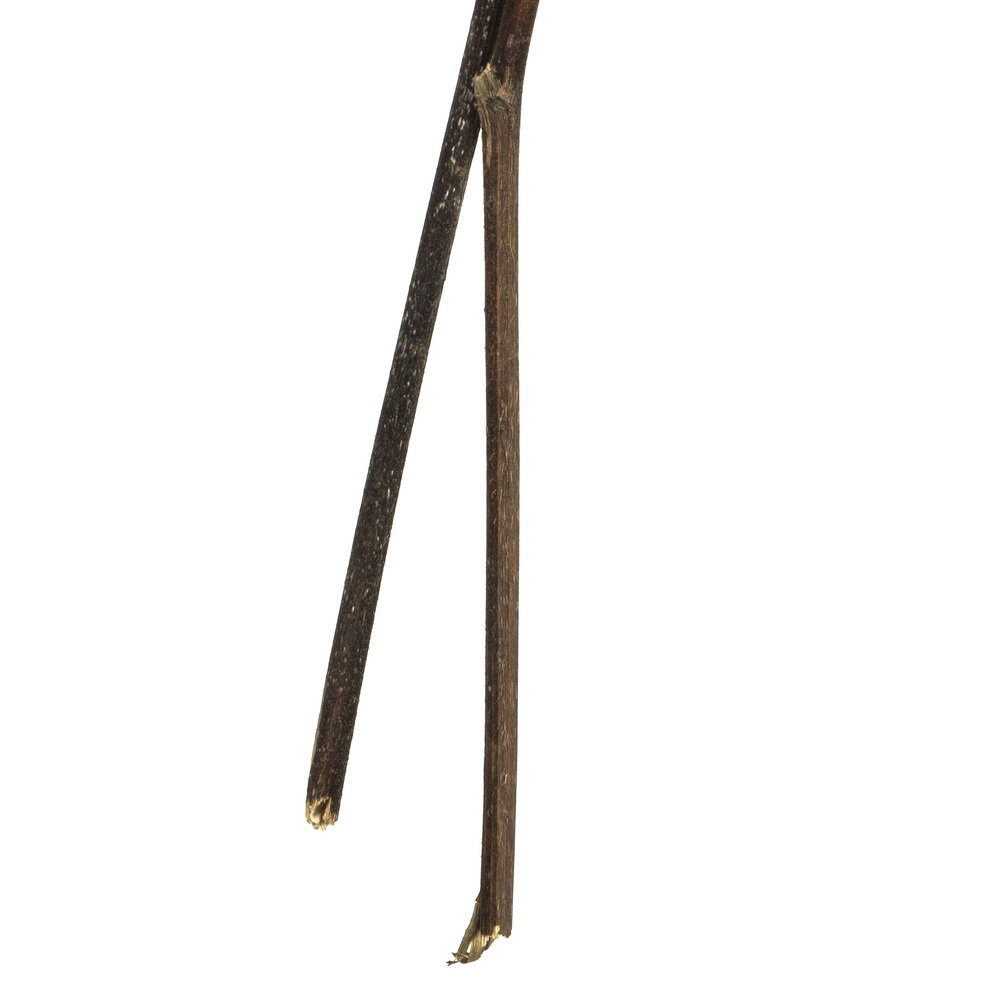 Cara Blossom Stems