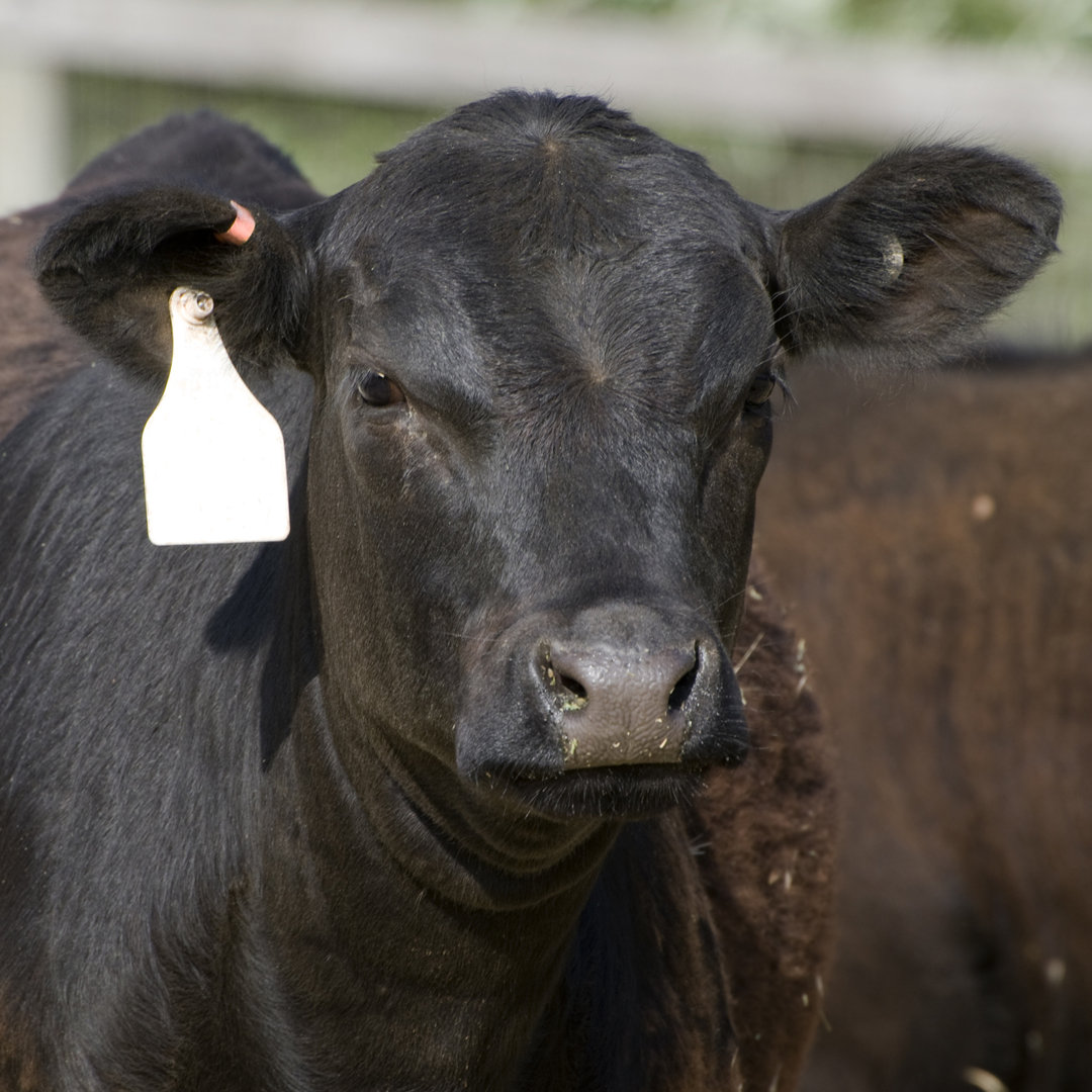 Angusrind Kalb von NNehring - Kunstdrucke auf Leinwand ohne Rahmen