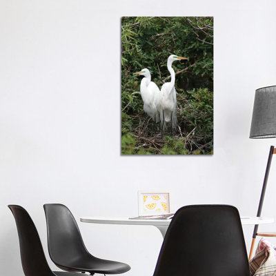 Great Egret Pair In Nest In Breeding Plumage by Tom Vezo - Wrapped Canvas Print