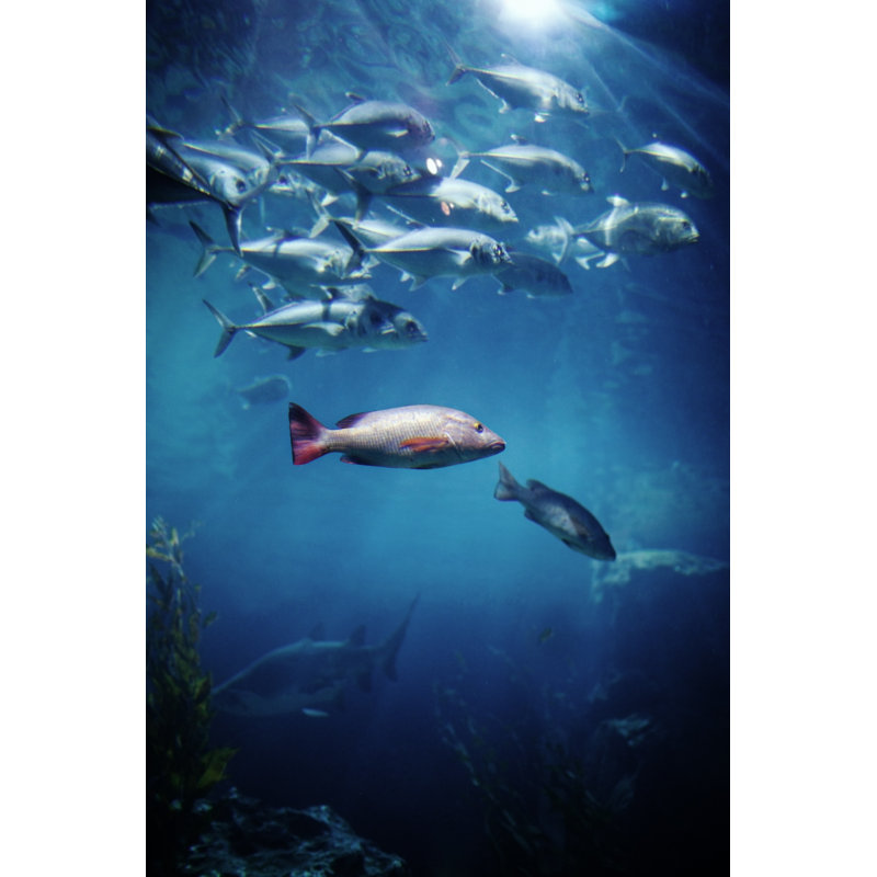 Tunafish by JulPo - Wrapped Canvas Print, 122cm H x 81cm W