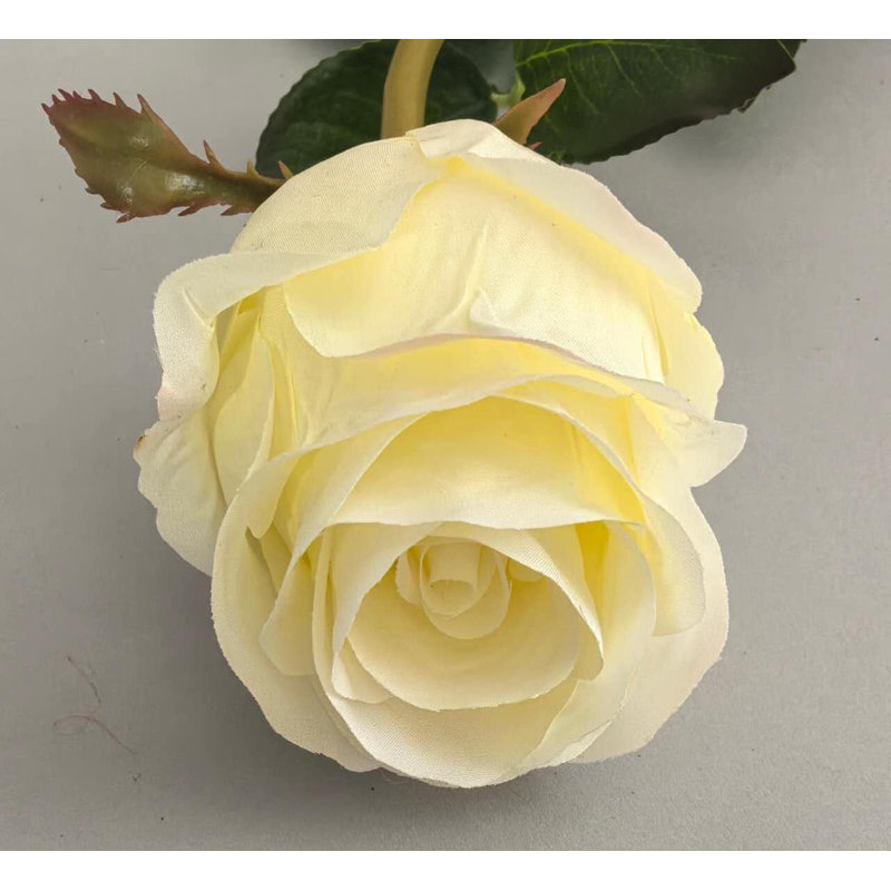 Vaporisateur pour boutons de rose HOLLAND 31 po, Cream