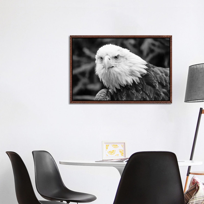 Eager Eagle by David Gardiner - Print on Canvas, Brown Framed, 101.6 cm H x 66.04 cm W