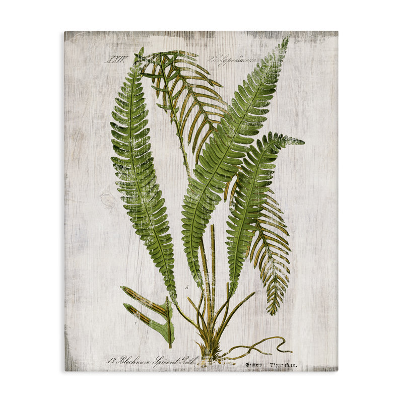 «Thin Fern Leaves Study», art mural sur toile par Susan Arnot bp-694_CN, H 48 po x l 36 po